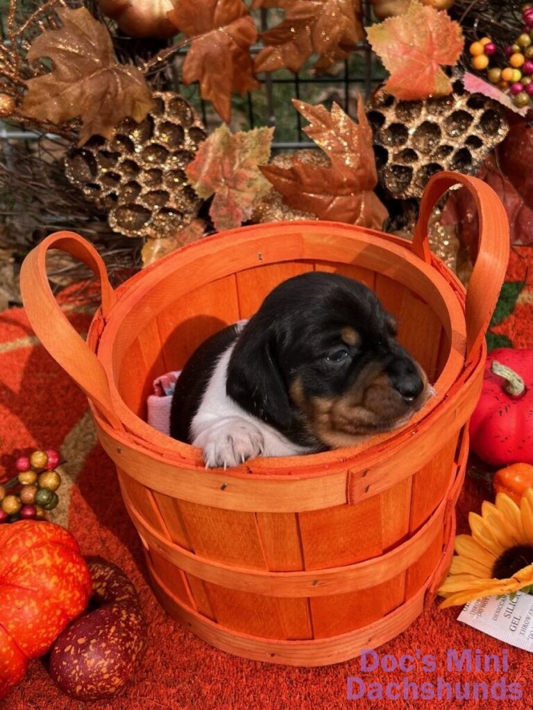 high-quality-mini-dachshund-puppies-for-sale-in-illinois-doc-s-mini