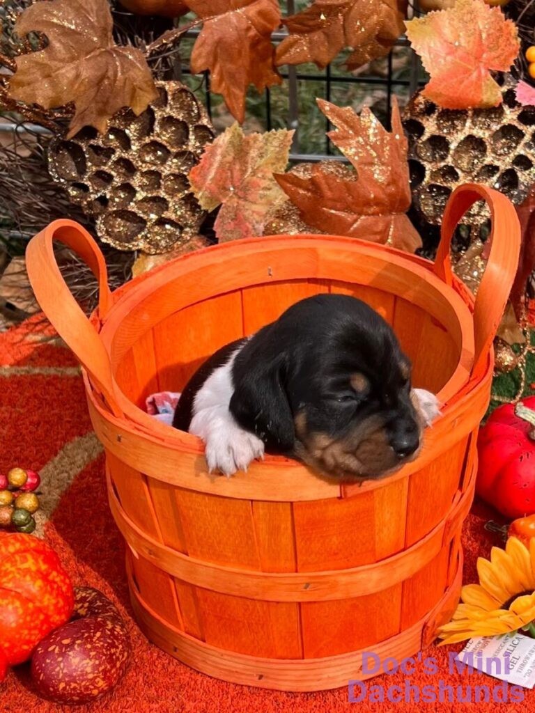high-quality-mini-dachshund-puppies-for-sale-in-illinois-doc-s-mini