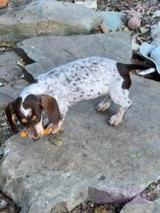 mini dachshund puppy