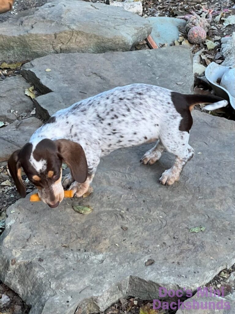 mini dachshund puppy