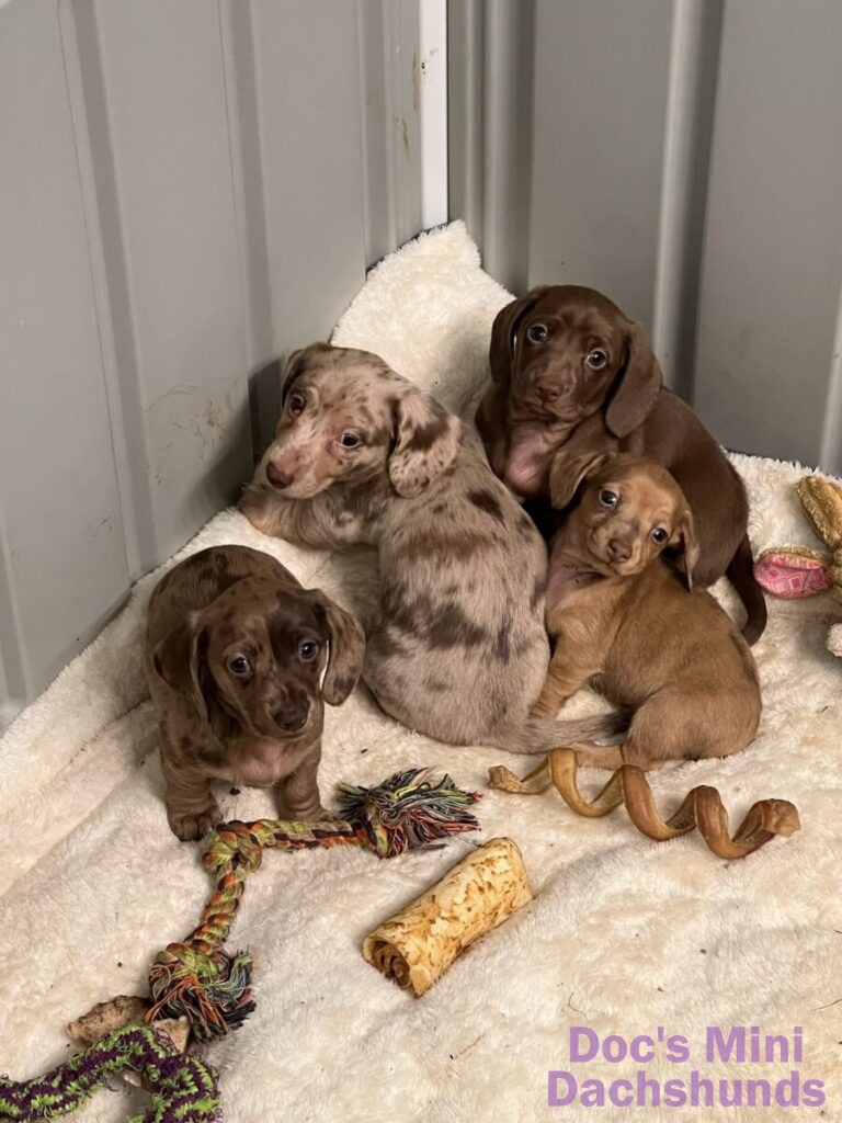 4 mini dachshund puppies