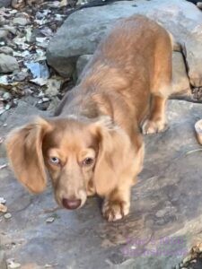 long haired mini dachshund puppy