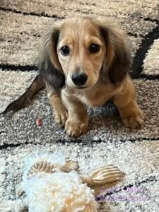 Long hair mini dachshund puppy