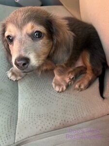 Male Mini Dachshund Willey