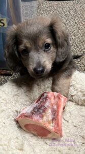 mini dachshund puppy with chew bone