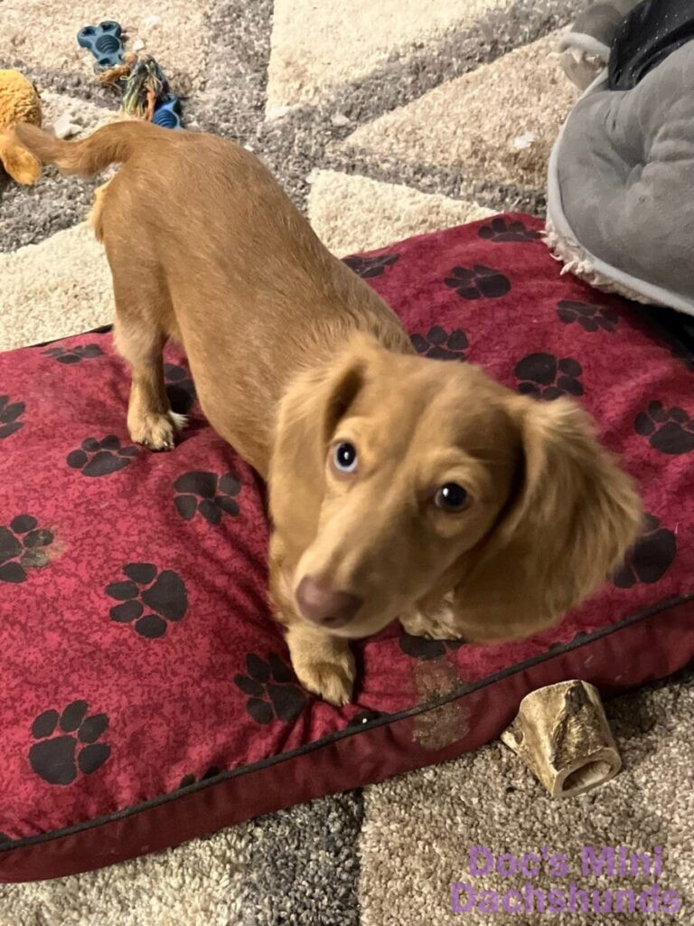 mini dachshund puppy