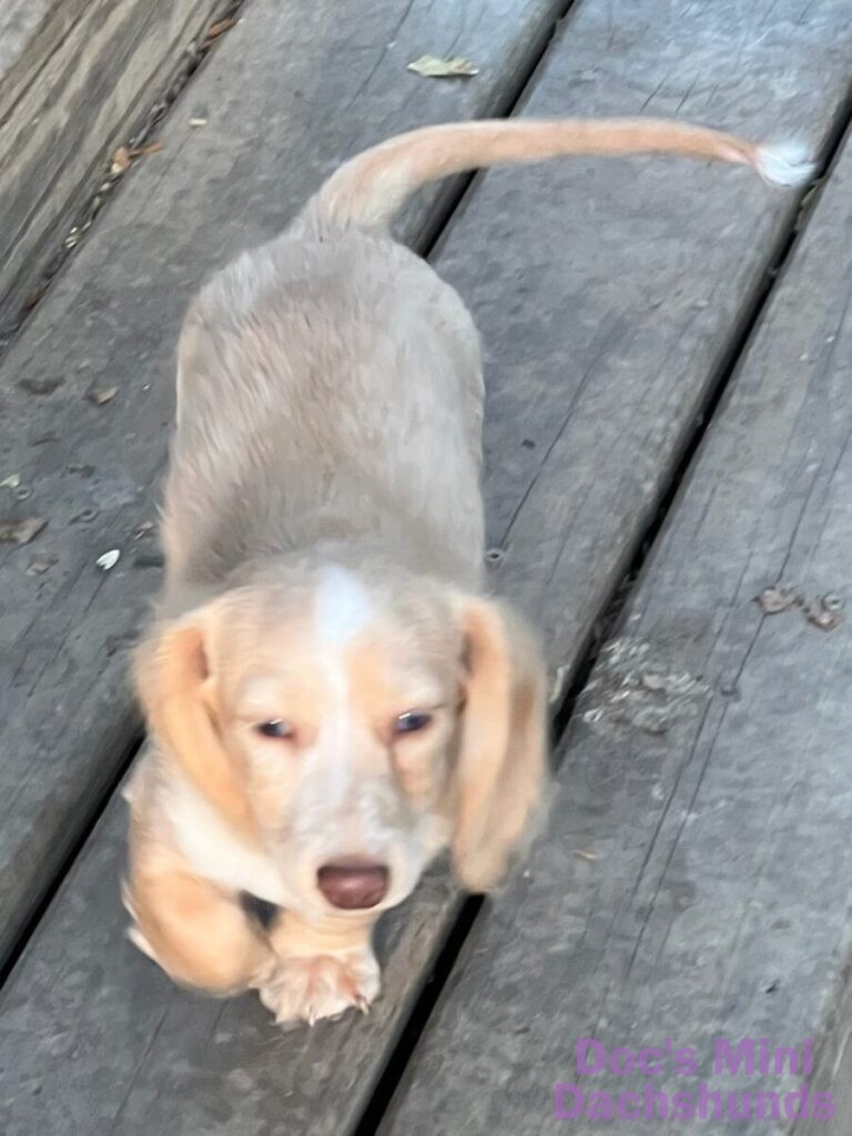 Long hair piebald mini dachshund