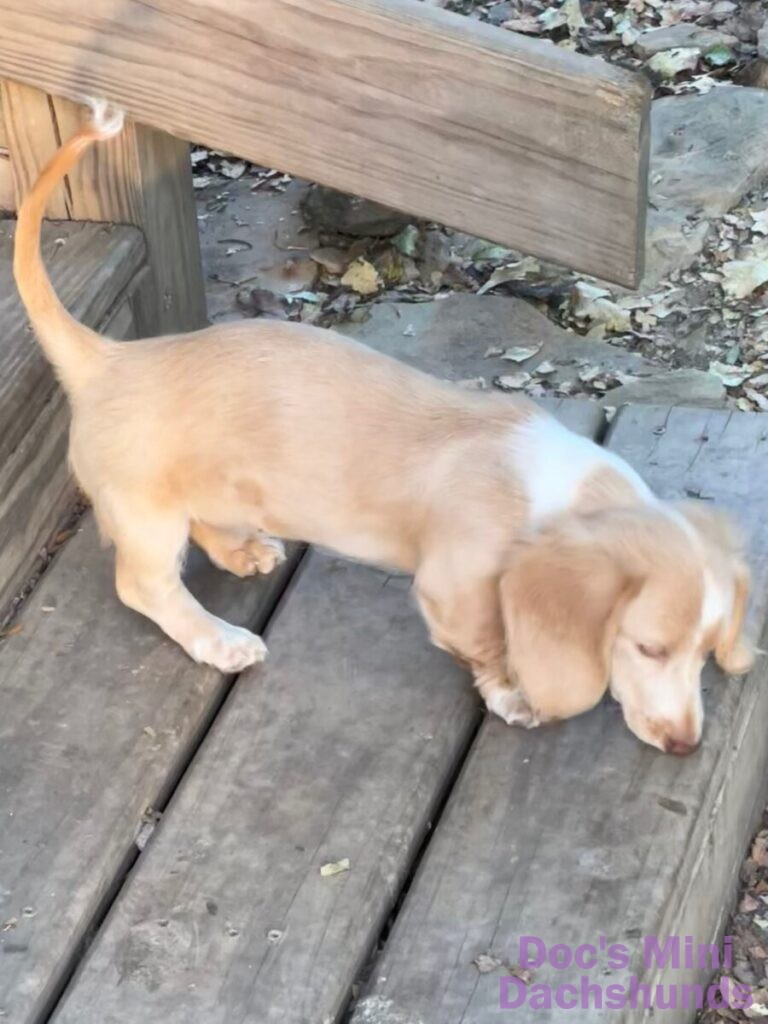 long hair mini dachshund puppy