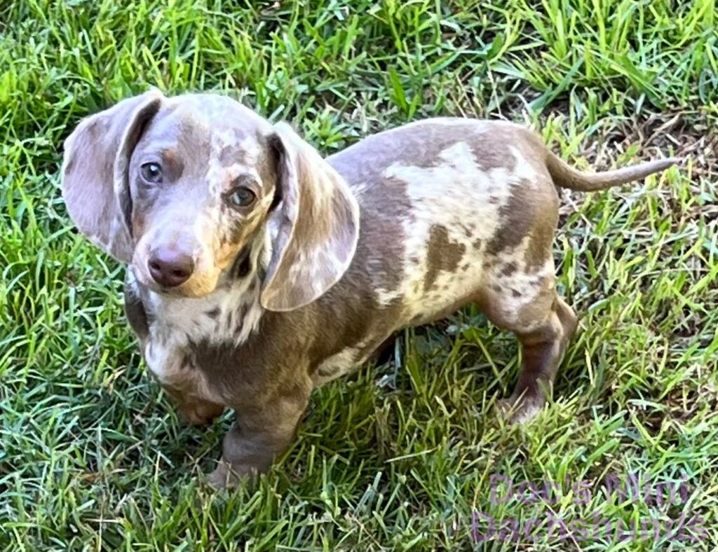 mini dachshund puppy outside