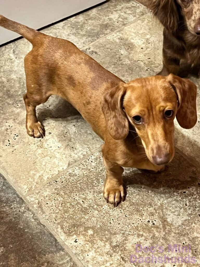 Dapple mini dachshund