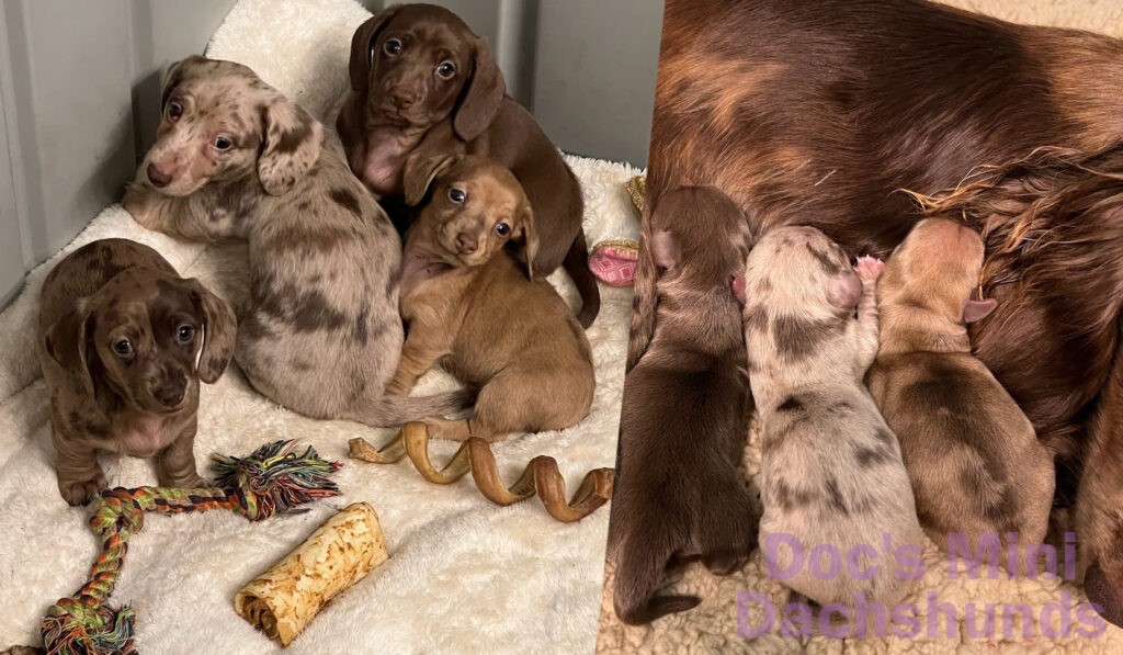 mini dachshund puppies suckling