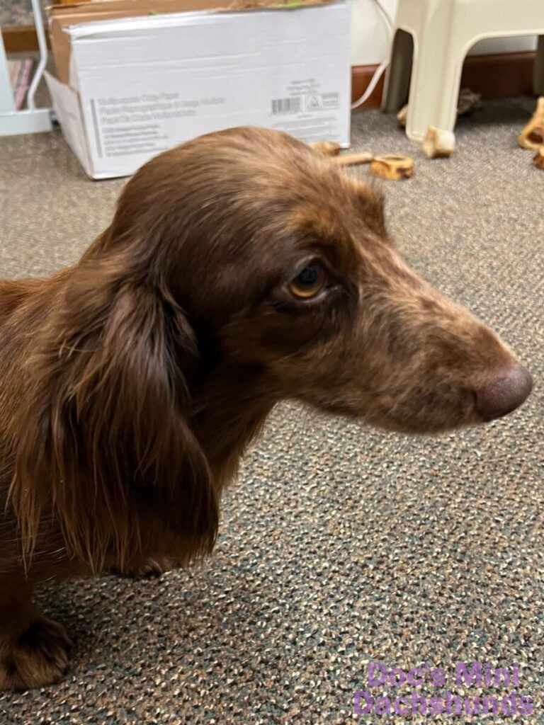 mini dachshund puppy