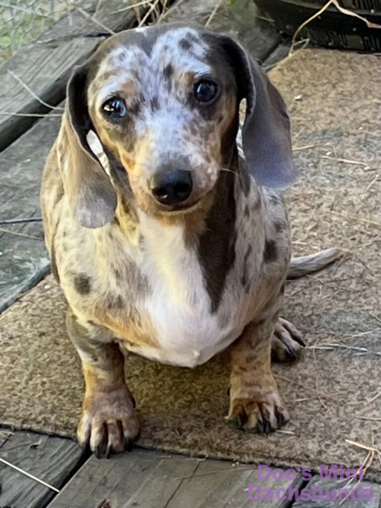 Isabella blue tan dapple mini dachshund