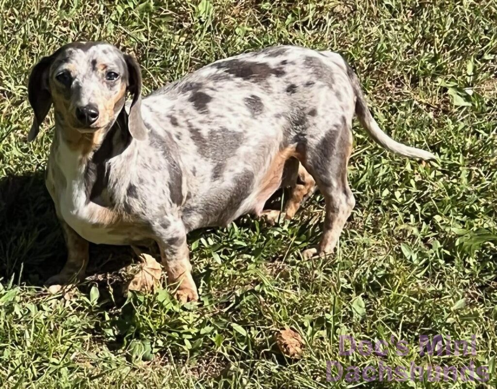 female mini dachshund puppy