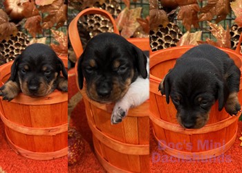 Puppies from Doc's Mini Dachshunds