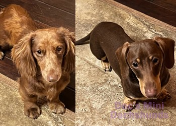 Parents from Doc's Mini Dachshunds