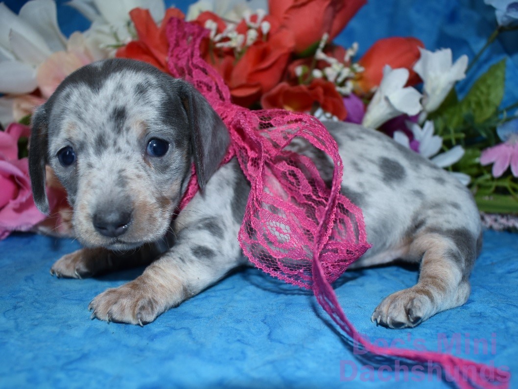 Blue and cream dapple sales dachshund