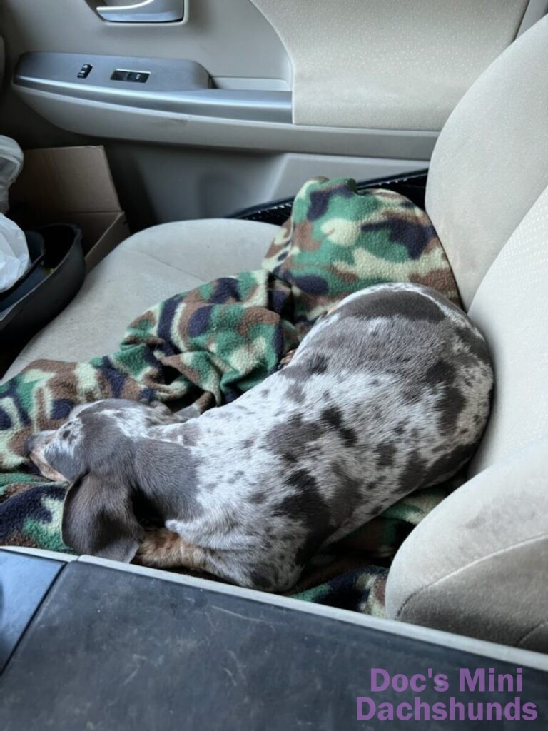 mini dachshund puppy in car