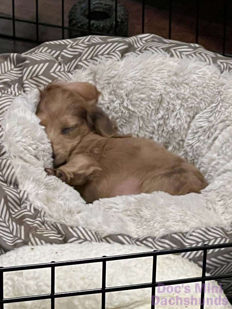 What Size Crate For Dachshund? How To Choose The Perfect Crate! Sweet