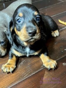 A Mini Dachshund sits on a hardwood floor and looks at the camera