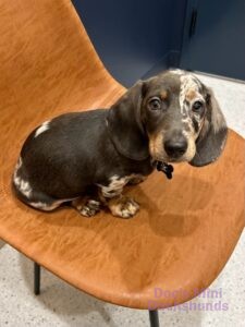 A miniature dachshund puppy