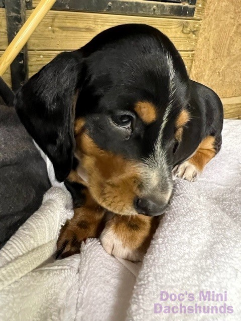 New Puppies from Doc's Mini Dachshunds