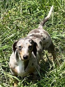 Female Mini Dachshund Sterling