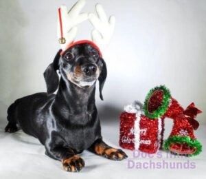 A miniature dachshund wears reindeer antlers sitting next to holiday decorations