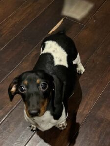 Mini dachshund dam Panda