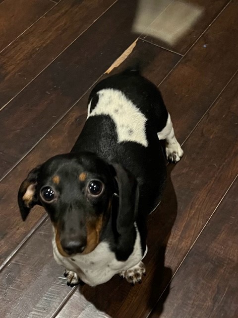 Mini dachshund dam Panda
