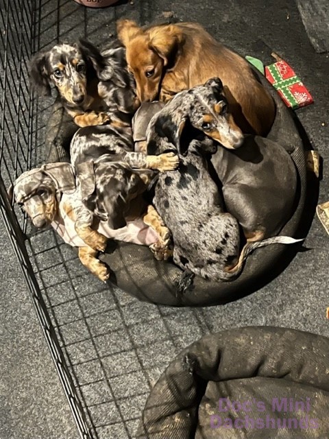 Long Haired Miniature Dachshund