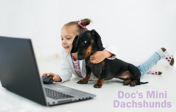 A mini dachshund puppy with a child looking at a computer