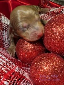 A mini dachshund puppy sleeping near Christmas ornaments