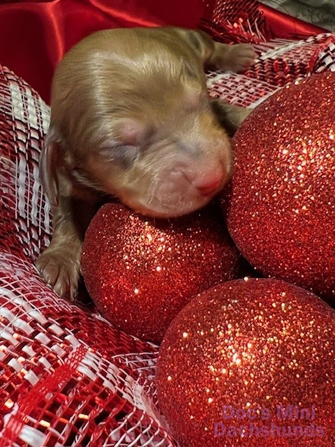 A mini dachshund puppy sleeping near Christmas ornaments