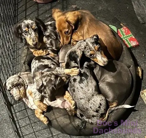 Pedigree dachshund for sale sales