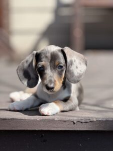 A mini dachshund puppy