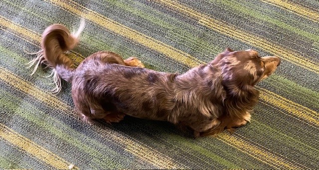 Mini dachshund sire