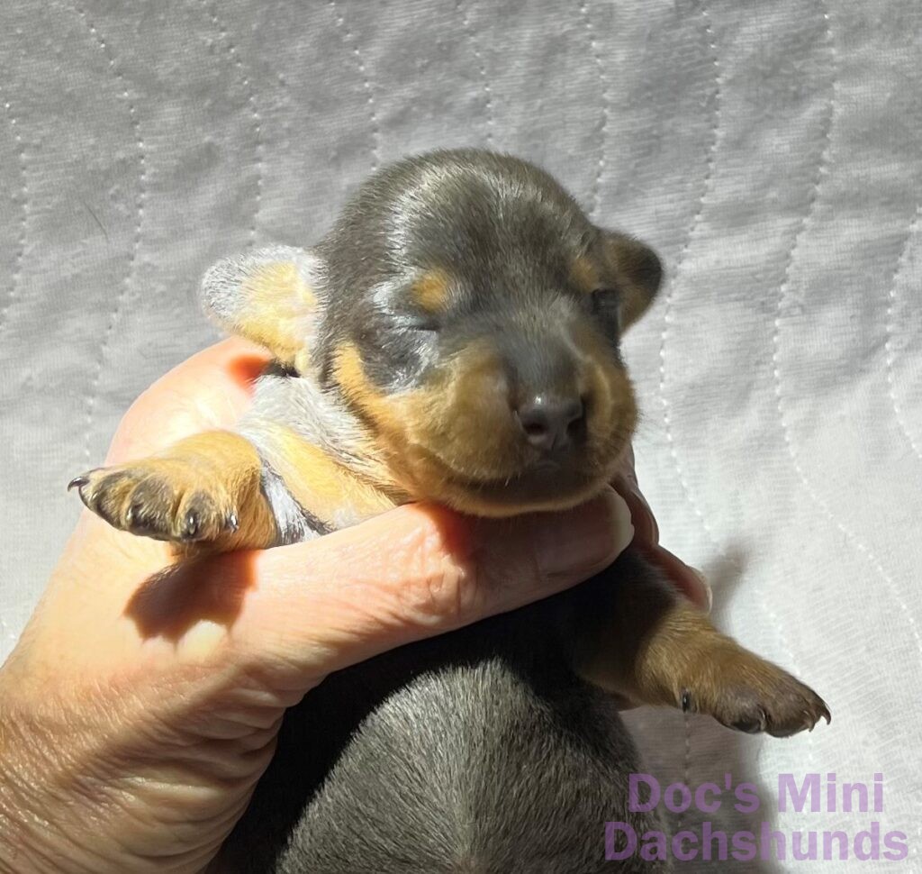 Mini dachshund puppy Rolly