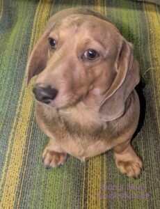 A mini dachshund